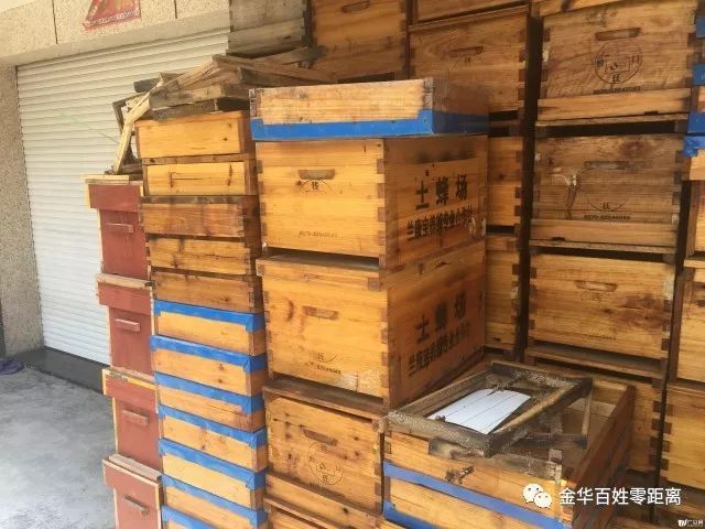 爱吃枇杷的人看过来咯,兰溪穆坞枇杷开摘啦!