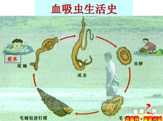 图片1.png 血吸虫生活史