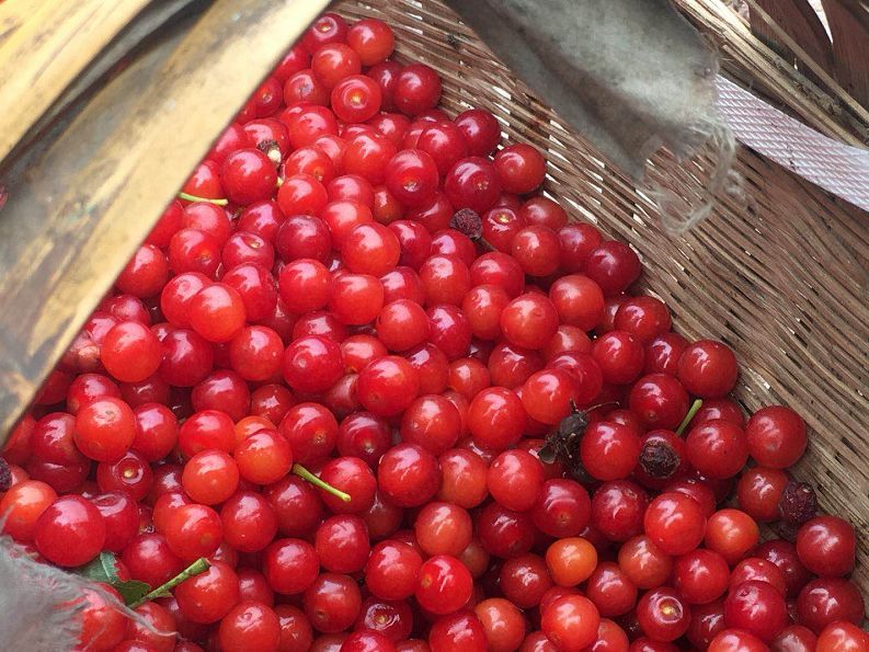 摘“恩桃儿”了！宜宾这里的5000亩樱桃基地，吃个爽！