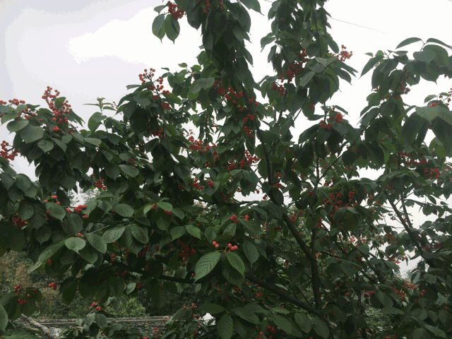摘“恩桃儿”了！宜宾这里的5000亩樱桃基地，吃个爽！