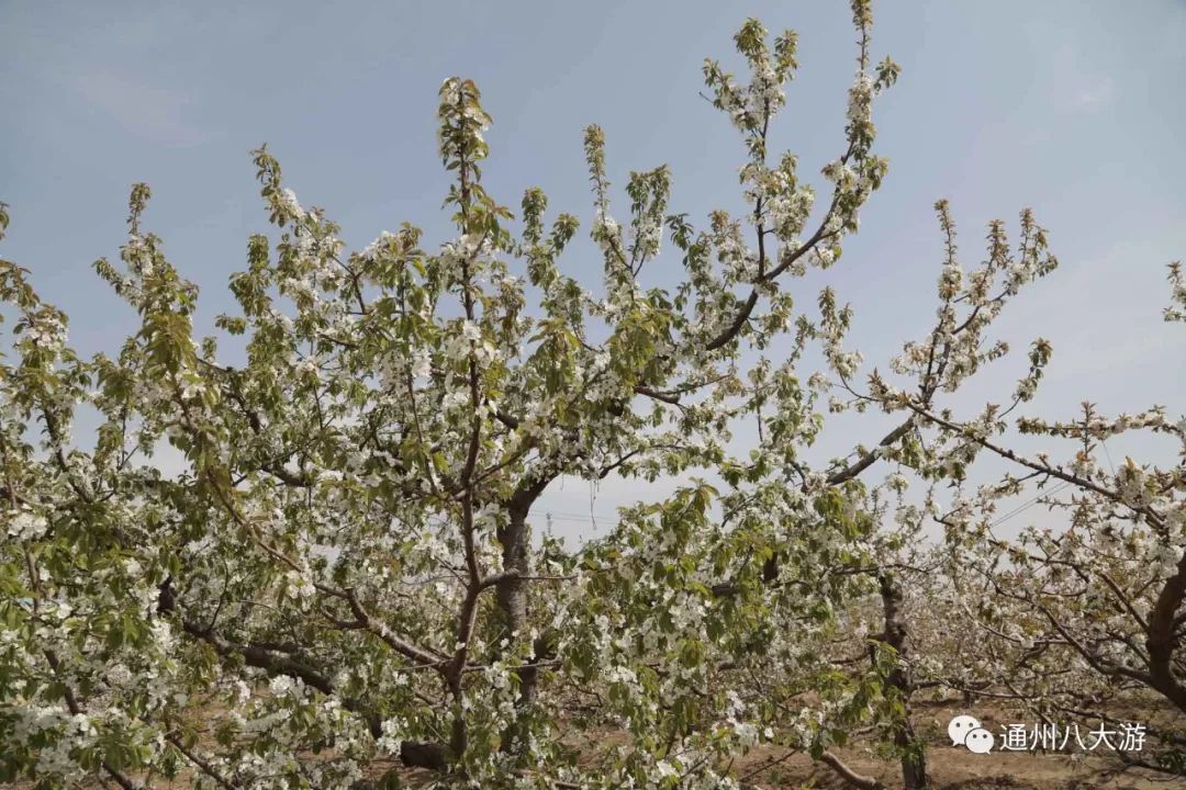 汉服美女，穿越千年来看西集万亩樱桃花，一大拨通州摄影师都涌去