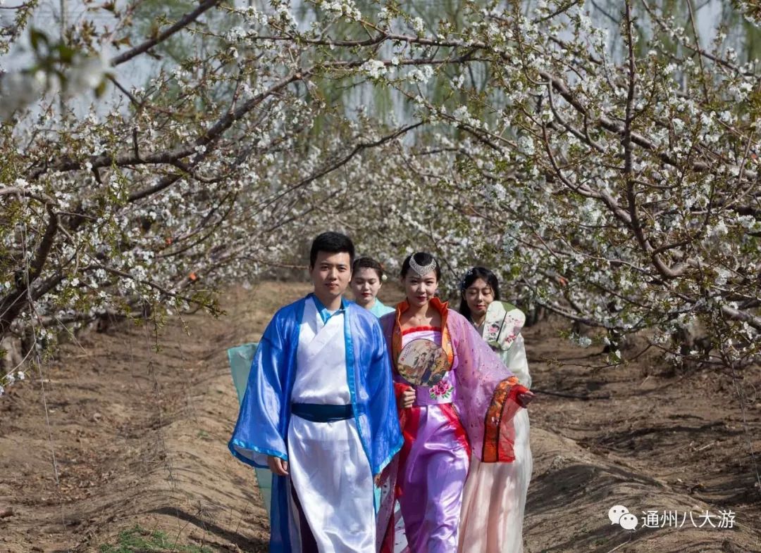 汉服美女，穿越千年来看西集万亩樱桃花，一大拨通州摄影师都涌去