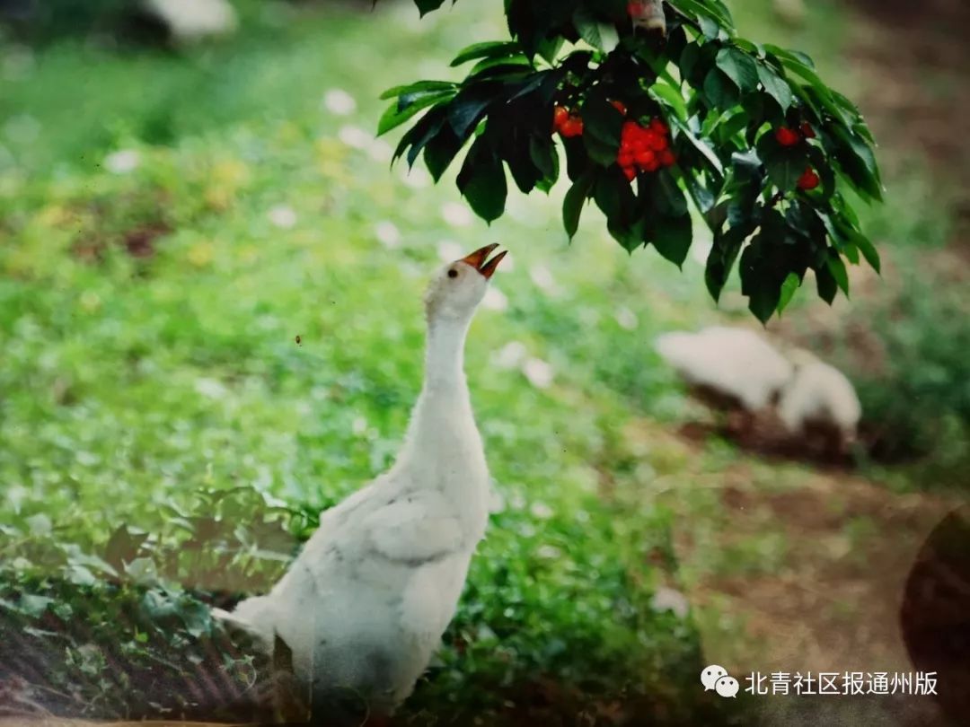 最美人间四月天，西集赏樱桃花走起