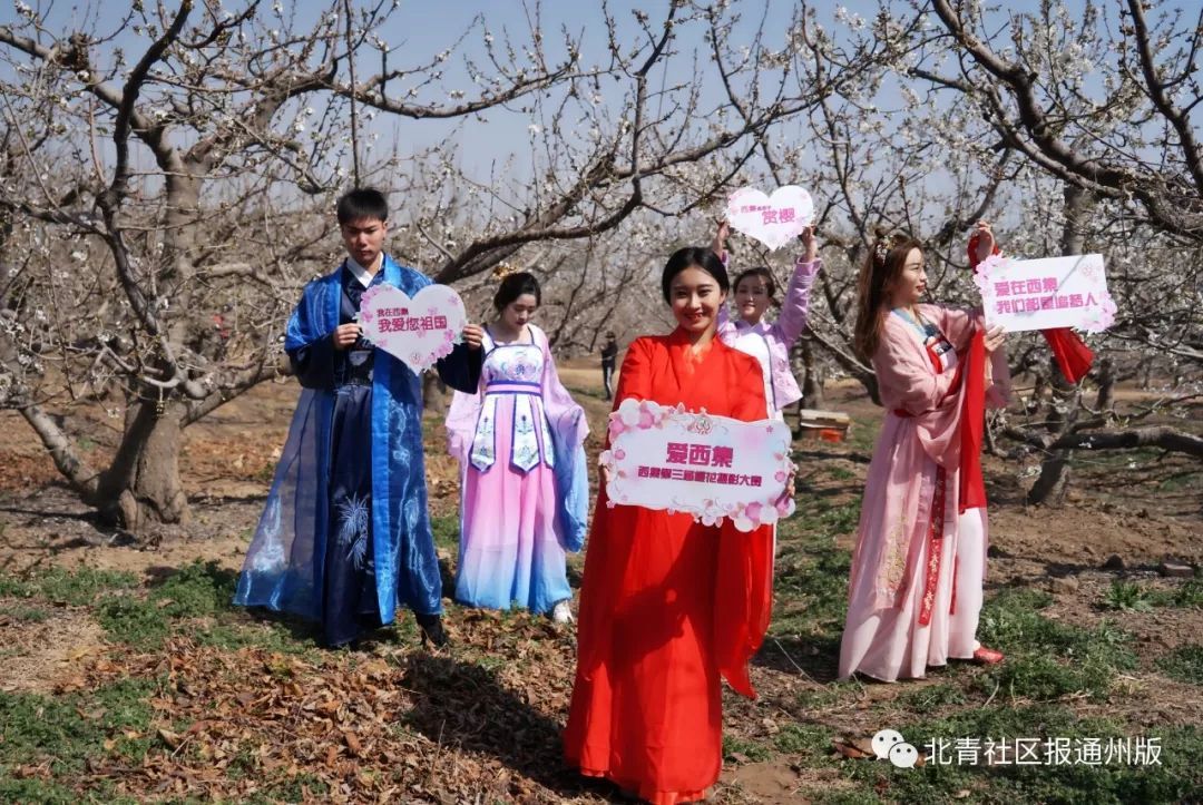 最美人间四月天，西集赏樱桃花走起