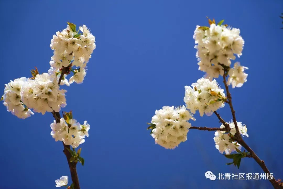 最美人间四月天，西集赏樱桃花走起