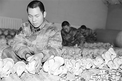 红山嘴边防连建连53年,今年封山期第一次种出新鲜蘑菇“雪海孤岛”