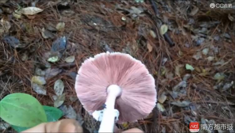 惊魂一幕!男子直播上山采蘑菇竟发现腐尸,1000多网友在线观看!