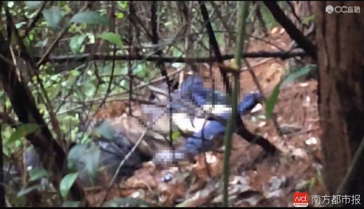 惊魂一幕!男子直播上山采蘑菇竟发现腐尸,1000多网友在线观看!