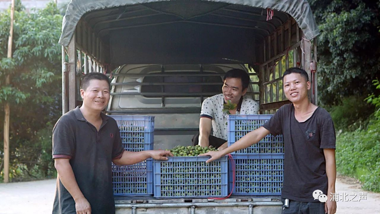 浦北百年野生橄榄化身绿色糕点,小清新的感觉无法拒绝!