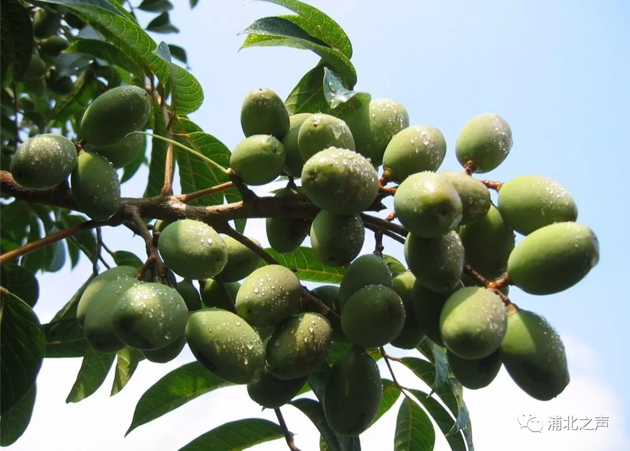 浦北百年野生橄榄化身绿色糕点,小清新的感觉无法拒绝!