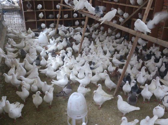 一对落地王肉鸽多少钱 2斤的种肉鸽子什么价