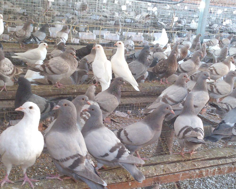 一对落地王肉鸽多少钱 2斤的种肉鸽子什么价