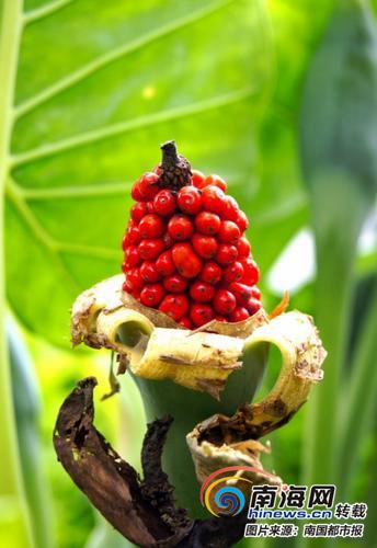 全都有毒!看到这7种野果不要轻易采摘@海南人