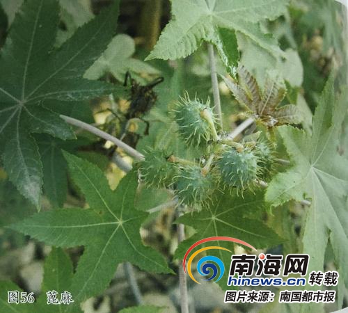 全都有毒!看到这7种野果不要轻易采摘@海南人