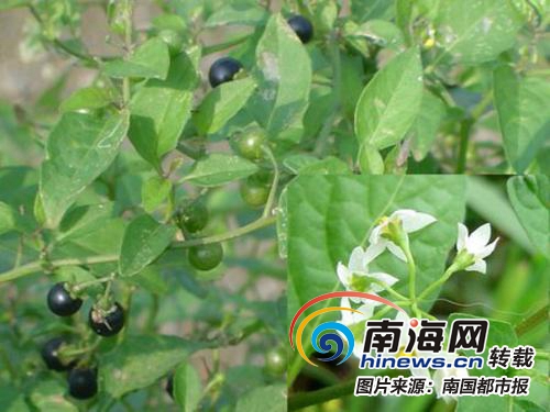 全都有毒!看到这7种野果不要轻易采摘@海南人