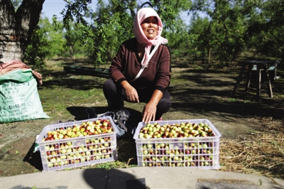 黄骅冬枣与梭子蟹齐名,但很多外地人并不知道它的好。