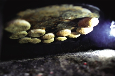 吊炉烧饼是黄骅最典型的面食之一,这种手艺在一些老院子里已经传承了上百年时间。