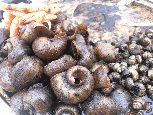 解放路新开一大夜市:烧烤、虾尾、家常菜…送啤酒、凉菜!还有停车