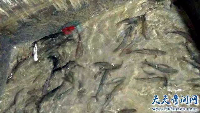 解谜:是真是假?重庆农户挖出神秘鱼泉 日捡百斤河鱼。