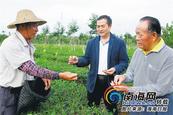 澄迈父子携手创建年产值达5000万元万昌苦丁茶场