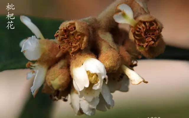 东西山的枇杷树开花了，有一口苏州冬天独有的香甜不容错过！