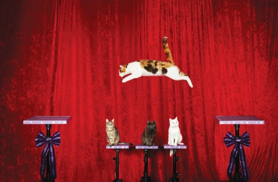 组图:2014吉尼斯世界纪录