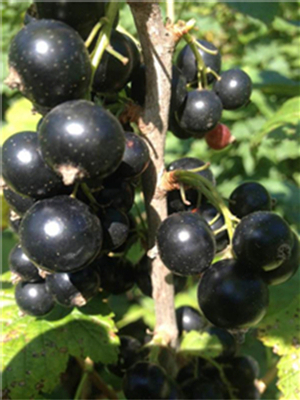 黑加仑树苗(黑醋栗)、树莓品质好销量高 黑龙江尚志隋延军种植有道获称赞