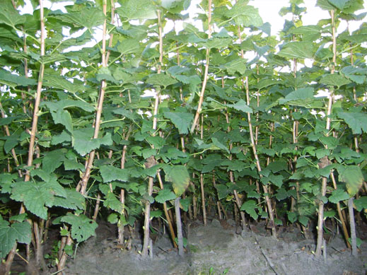 黑加仑树苗（黑醋栗)、树莓品质好销量高 黑龙江尚志隋延军种植有道获称赞
