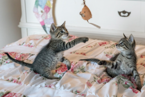 怎么样科学驱虫,这个方法你用对了吗?