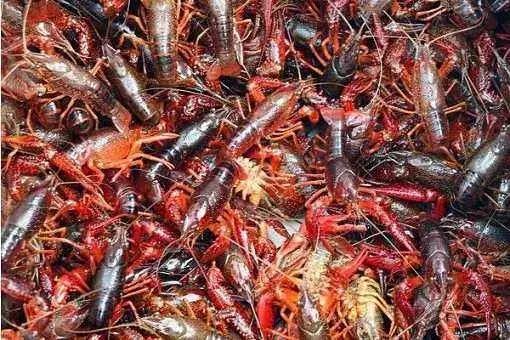 小龙虾养殖“五月魔咒”并不只是5月才会有，6、7月份也会有！