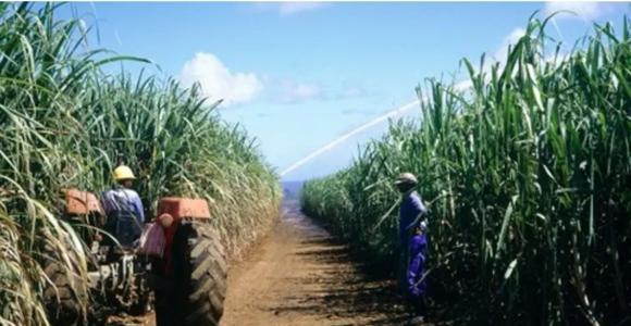 加纳的Komenda糖厂将开始用甘蔗渣发电生产电力
