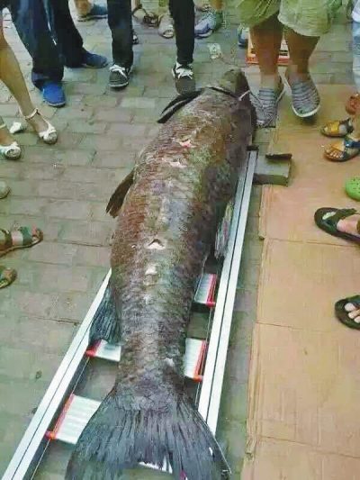 南阳水库捕到一条132斤大青鱼 相当成人身高(图)