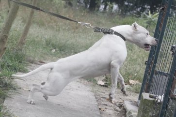 冕宁精品杜高犬一年长多少斤