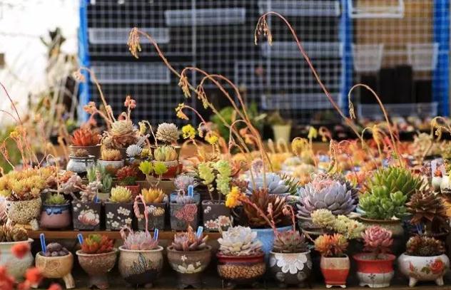 端午假期游威海,带你体验初夏的小众浪漫