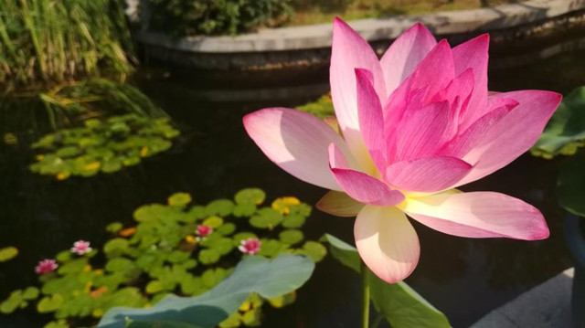 玄武湖新打造水生植物区,可赏睡莲、梭鱼草、再力花、萍蓬草