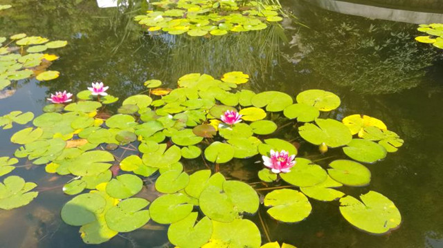 玄武湖新打造水生植物区,可赏睡莲、梭鱼草、再力花、萍蓬草