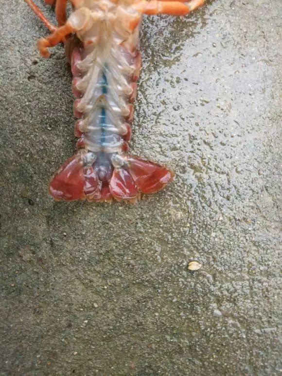 多地小龙虾尾部出现水泡， 死亡严重！养殖户要小心！