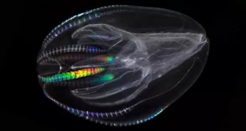 图源:punnett.blogspot