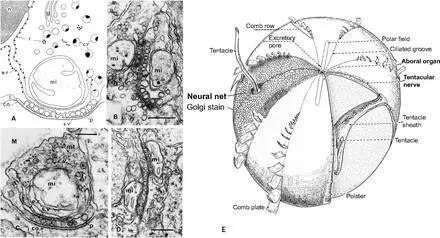 (A-D)栉水母的神经元突触示意图,(E)栉水母皮下神经概略图。图源:biologists