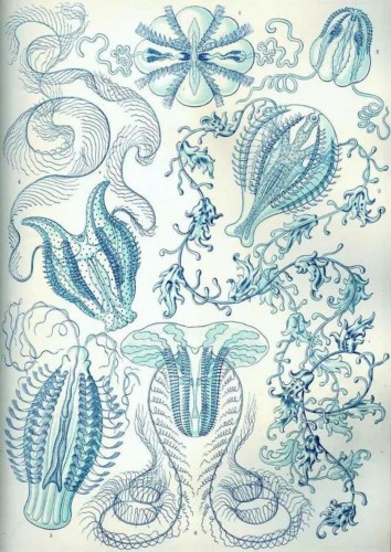 恩斯特·海克尔(Ernst Haeckel)1904年的《自然界的艺术形式》中的栉水母。图源:维基