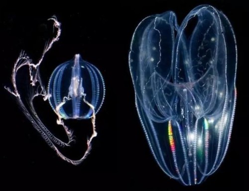 生物学家们已知的栉水母种类不足200种,包括太平洋侧腕水母,海醋栗(sea gooseberry,又名球栉水母,左),及兜水母(Bolinopsis infundibulum),一种叶状栉水母(右)。图片由列昂尼德·莫罗兹提供