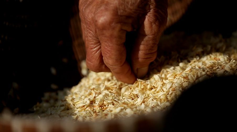 听说白枇杷花茶28000元一公斤,你喝过吗?