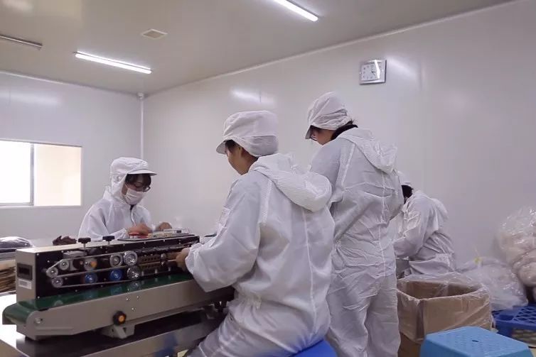 听说白枇杷花茶28000元一公斤,你喝过吗?