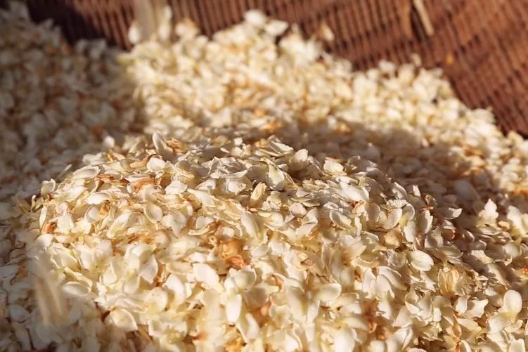 听说白枇杷花茶28000元一公斤,你喝过吗?