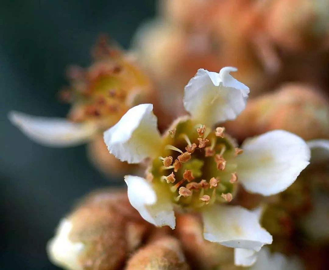 听说白枇杷花茶28000元一公斤,你喝过吗?