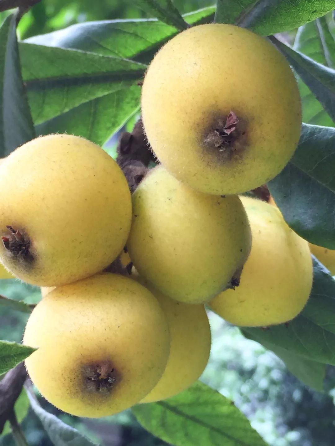 听说白枇杷花茶28000元一公斤,你喝过吗?