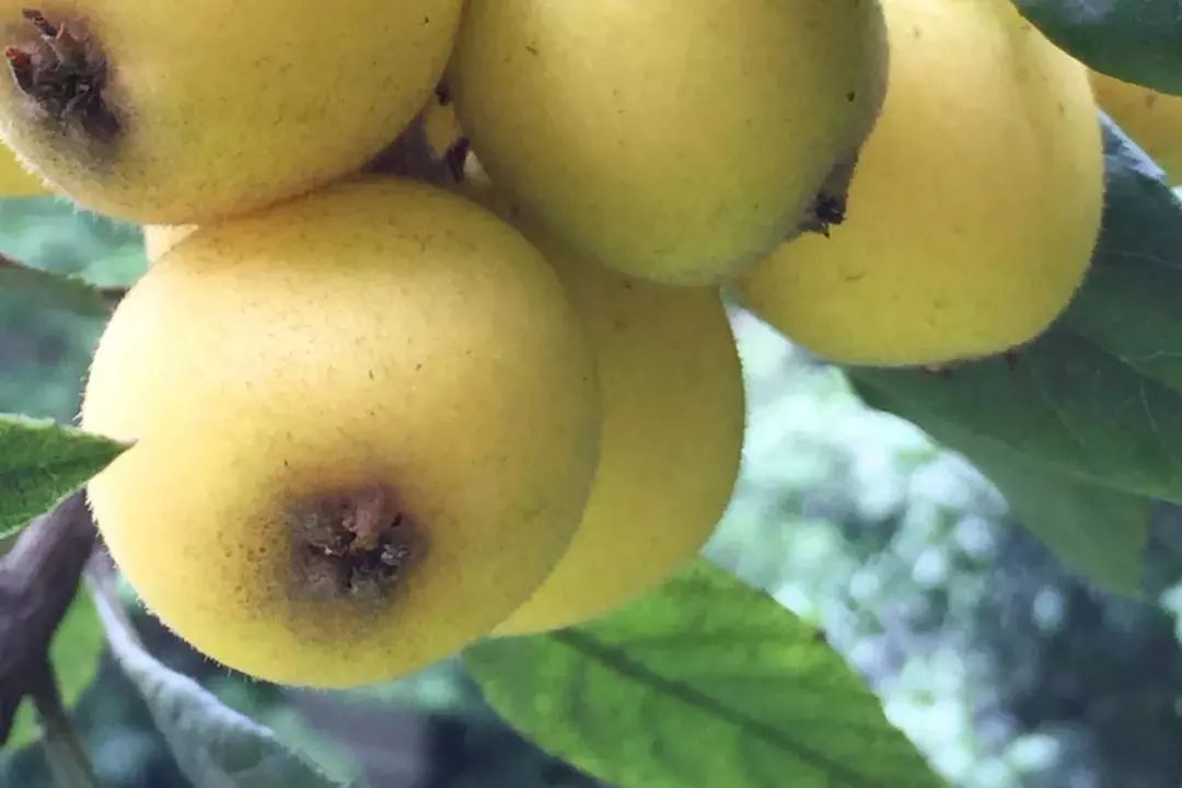 听说白枇杷花茶28000元一公斤,你喝过吗?