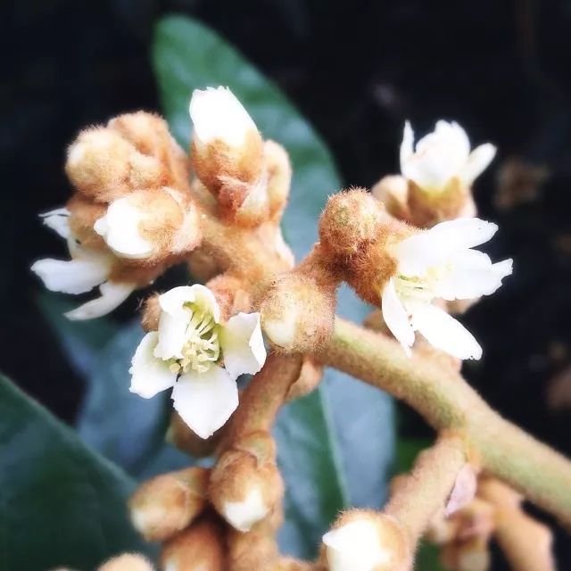 听说白枇杷花茶28000元一公斤,你喝过吗?