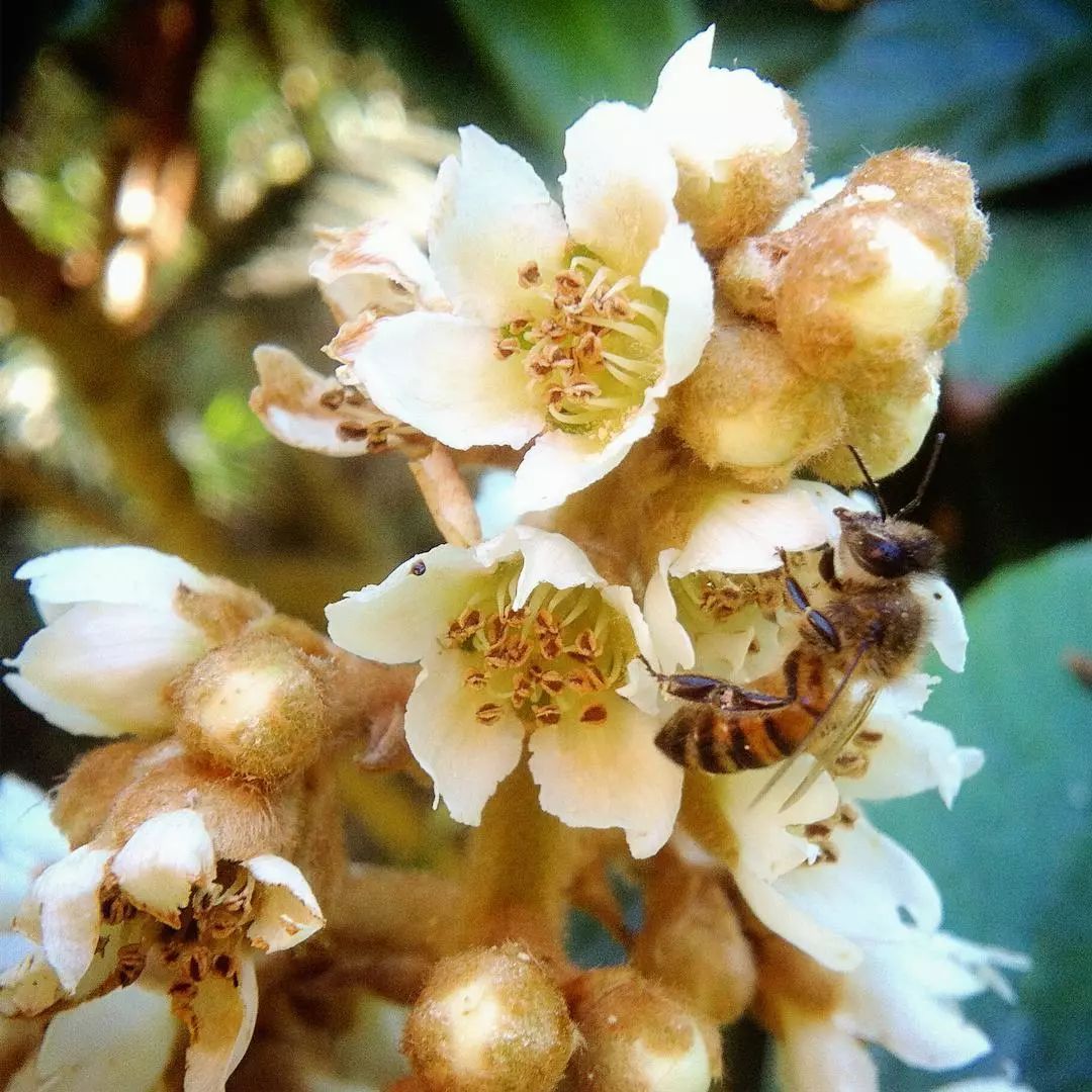 听说白枇杷花茶28000元一公斤,你喝过吗?