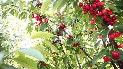 甜过初恋!浙江11个初夏水果采摘地,吃上3天3夜都不够!